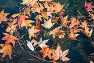 Fall Leaf Litter in Pond