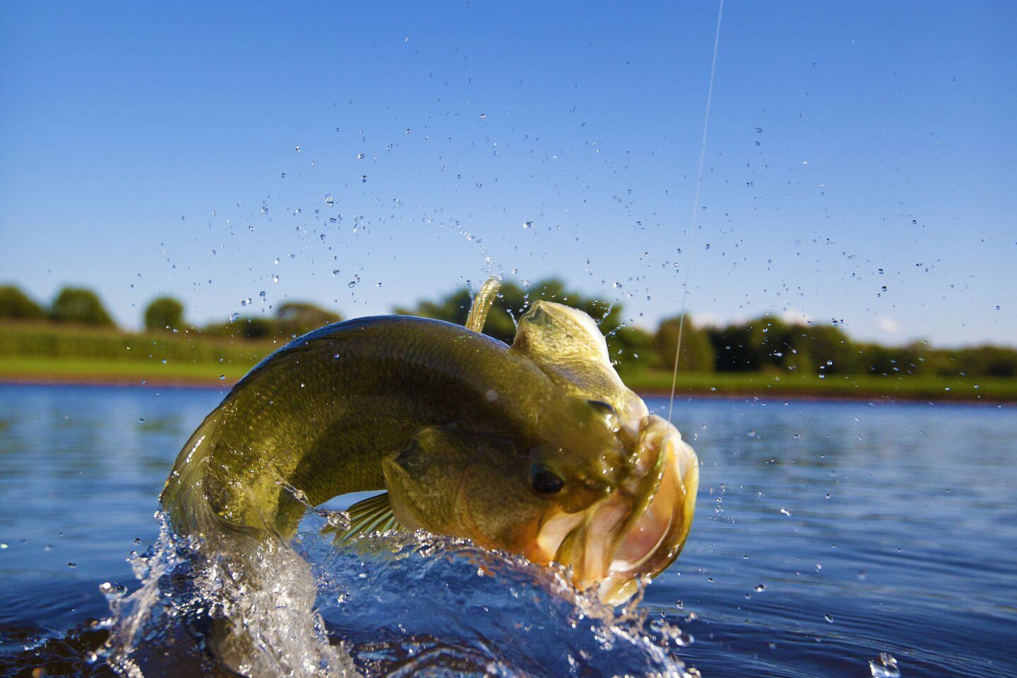 fall fish stocking