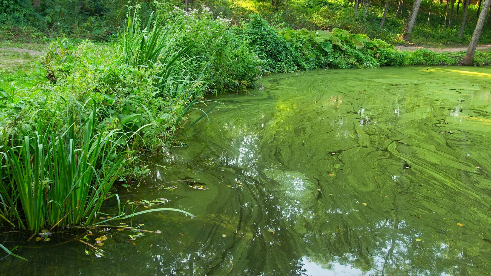 Light green microcystis bloom on the surface of the pond