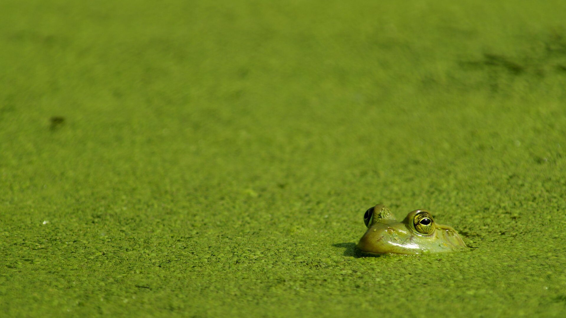 Duckweed - Jones Lake Management