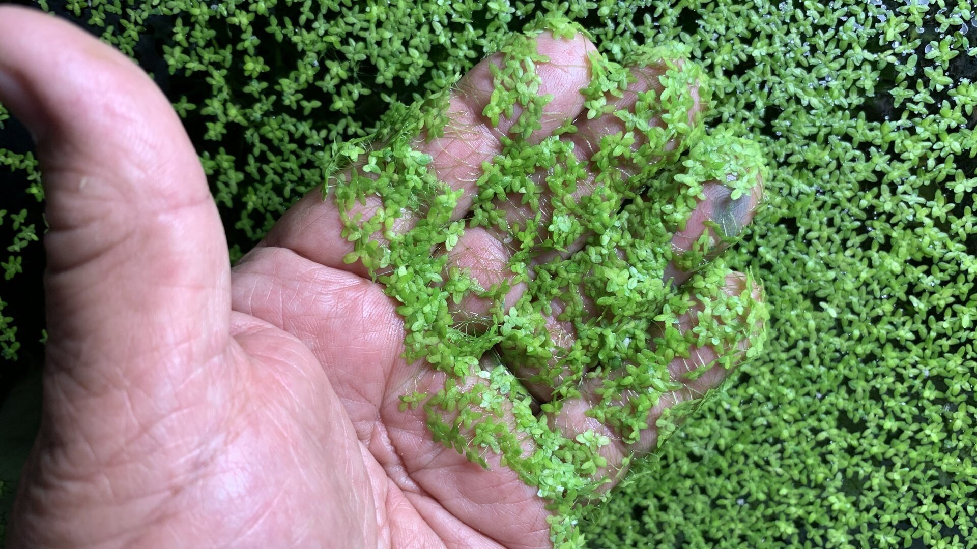 Duckweed mats - Jones Lake Management