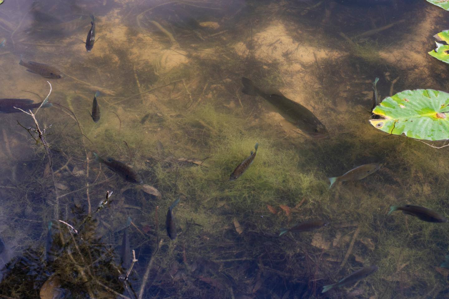 Largemouth bass lurks near aquatic vegetation and a school of bluegill sunfish