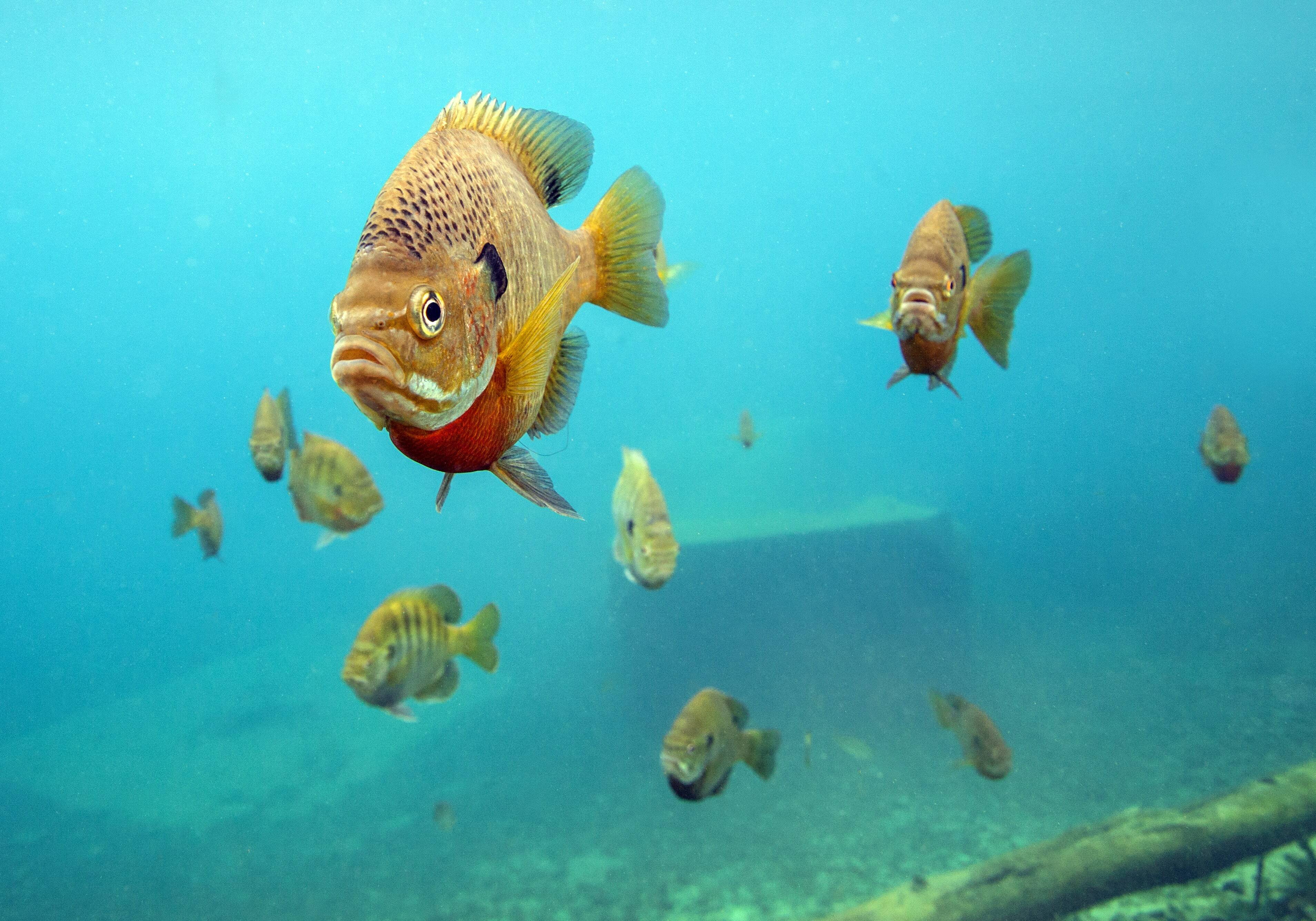 bigstock-Redbreasted-Sunfish-Leads-The--80072354-min